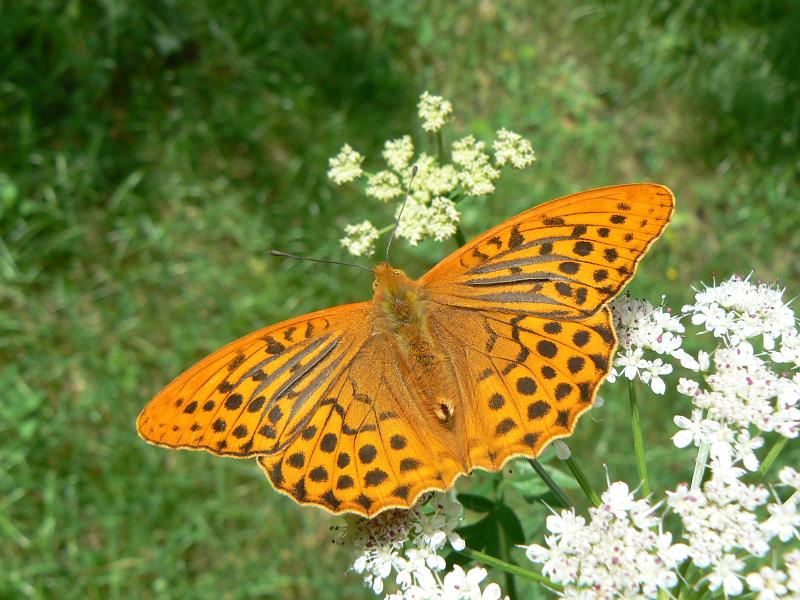 3 Silver Washed Fritillary.JPG